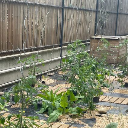 Le jardin thérapeutique