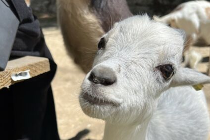 Visite de la ferme pédagogique de Feyzin