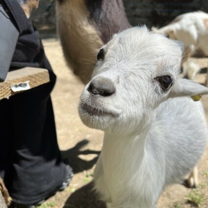 Visite de la ferme pédagogique de Feyzin