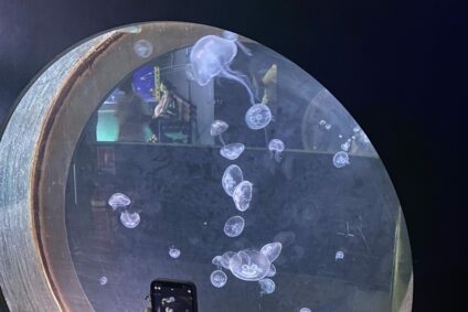 Sous l’océan