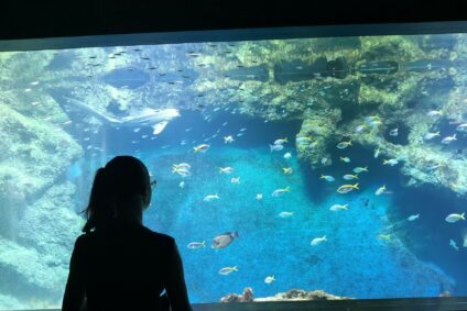 Créer, découvrir, s&rsquo;émerveiller… 🌊🐠