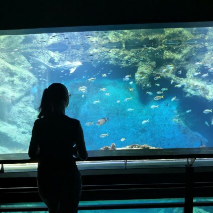 Créer, découvrir, s&rsquo;émerveiller… 🌊🐠
