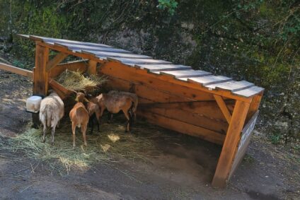 Sortie thérapeutique à la ferme pédagogique : une expérience riche en découvertes