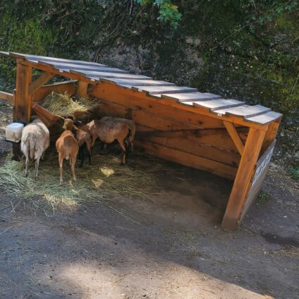 Sortie thérapeutique à la ferme pédagogique : une expérience riche en découvertes