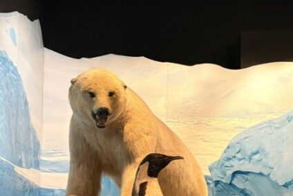 🦎🐧 Les animaux trop forts : immersion au Musée des Confluences