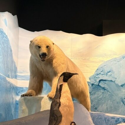 🦎🐧 Les animaux trop forts : immersion au Musée des Confluences